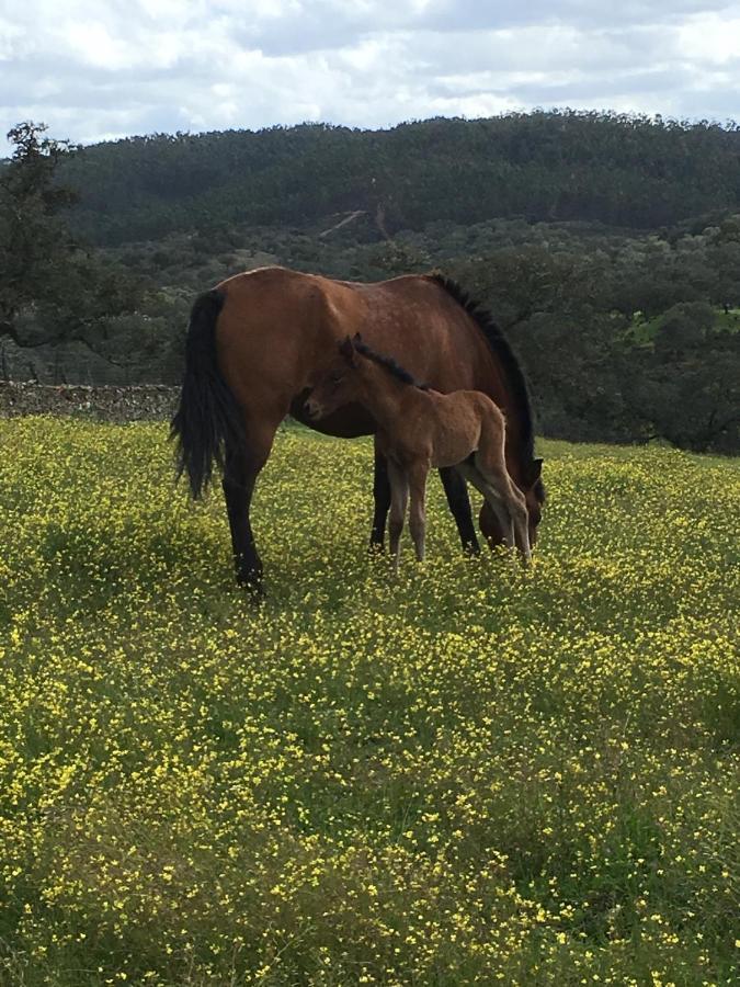 Casa Rural Monterrey Aroche Εξωτερικό φωτογραφία